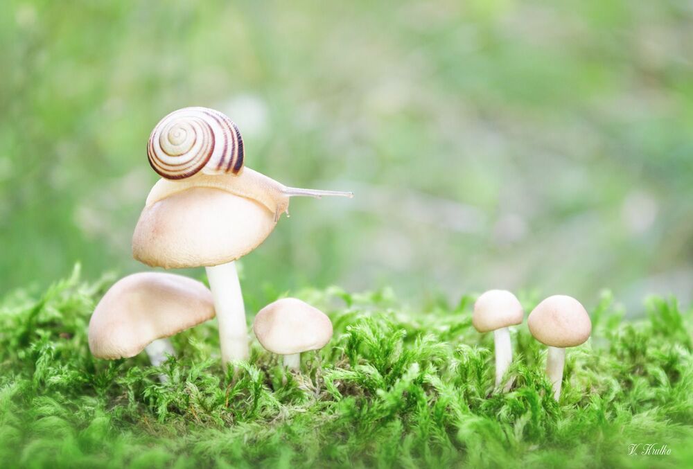 Snail on a walk