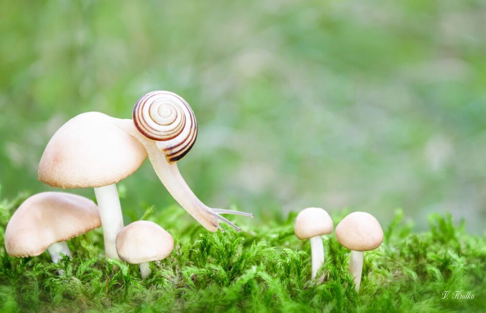 Snail on a walk