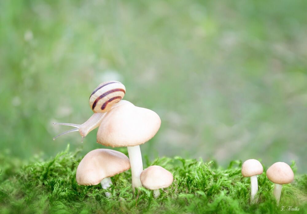 Snail on a walk