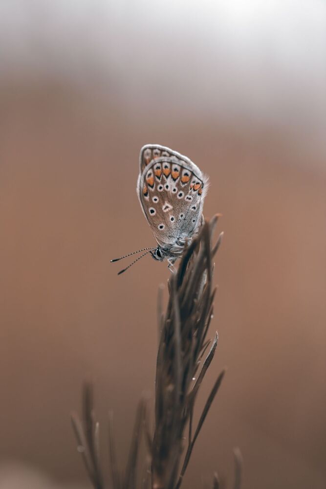 Photo 2230668