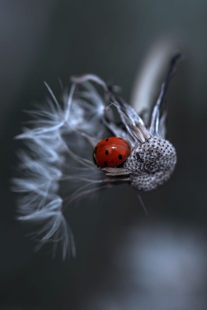 Photo 2230669
