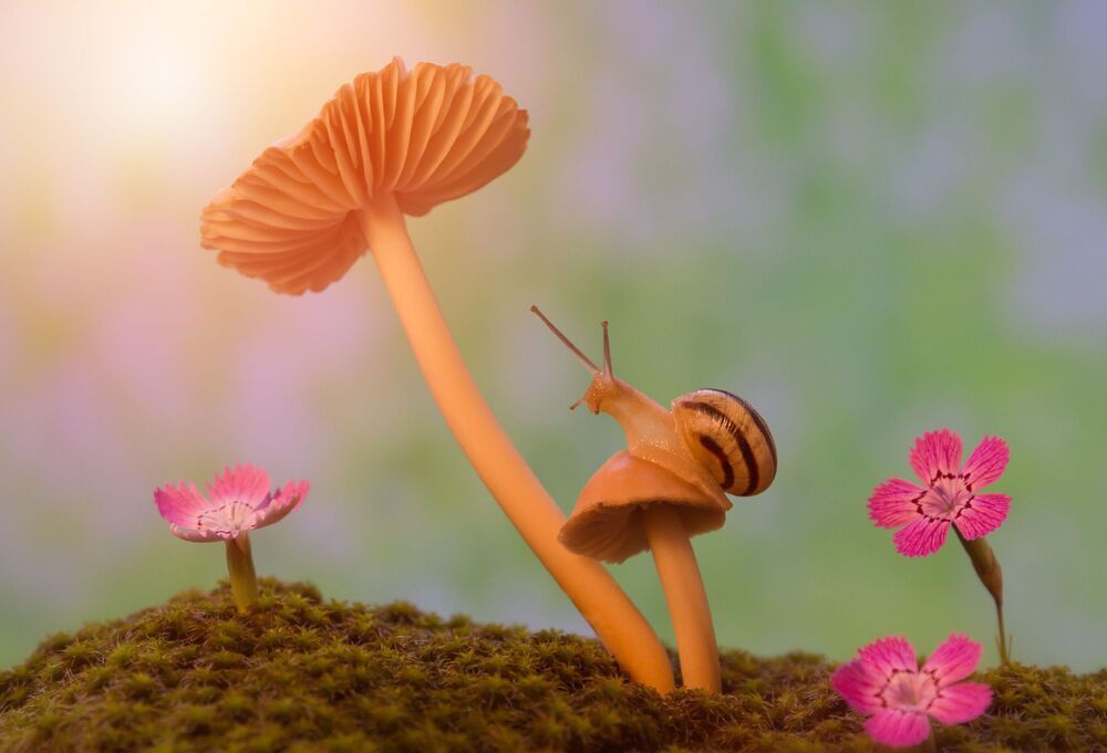 A snail's walk on a mushroom