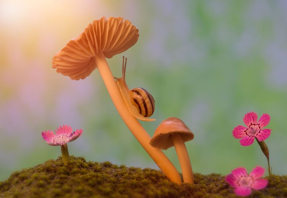 A snail's walk on a mushroom