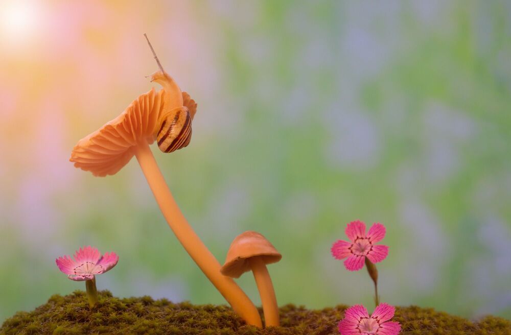 A snail's walk on a mushroom