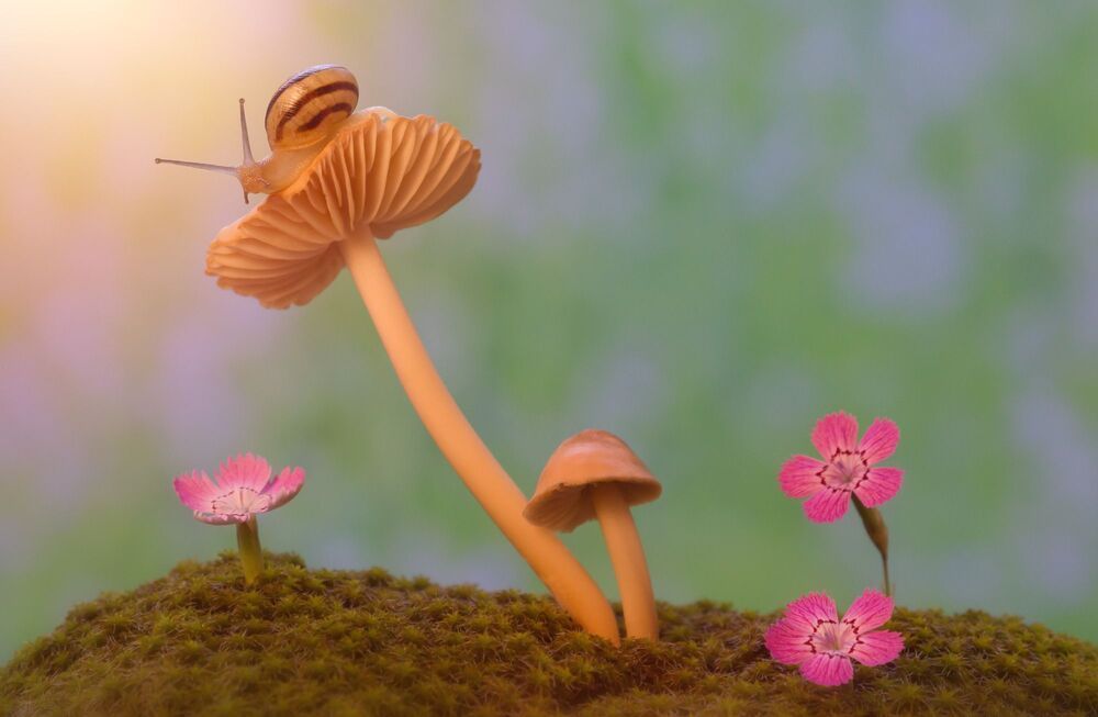 A snail's walk on a mushroom