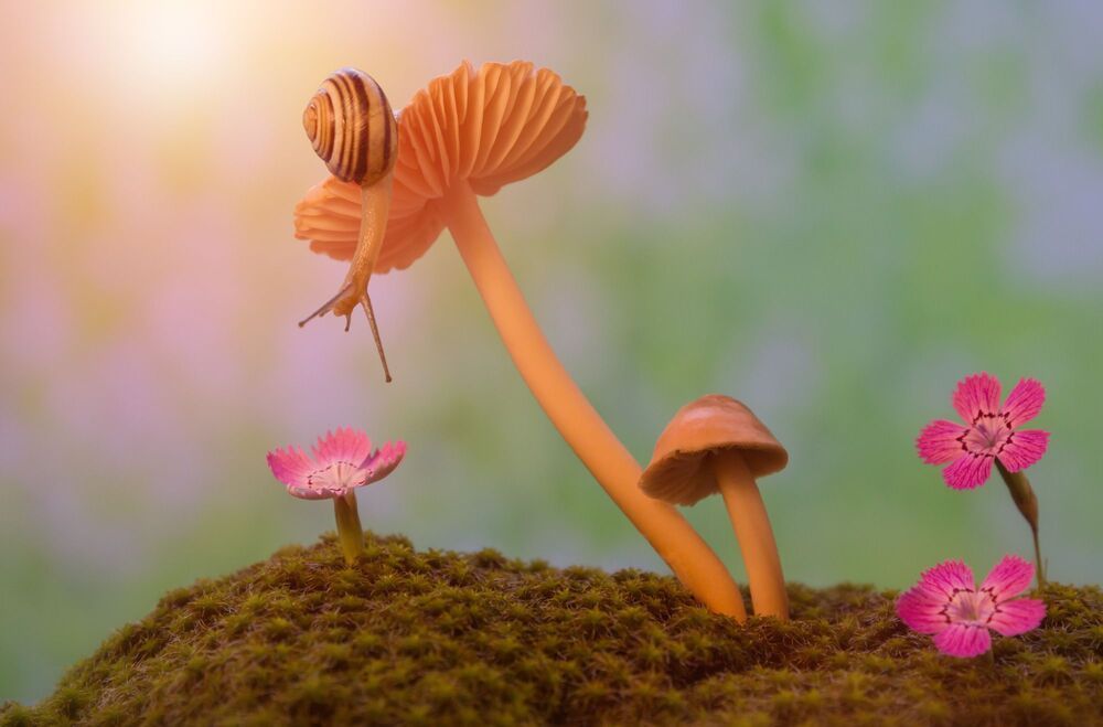 A snail's walk on a mushroom