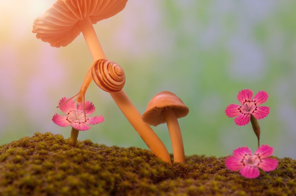 A snail's walk on a mushroom