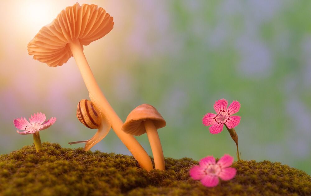 A snail's walk on a mushroom