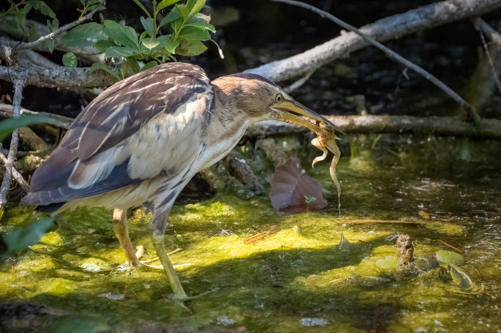Little bittern