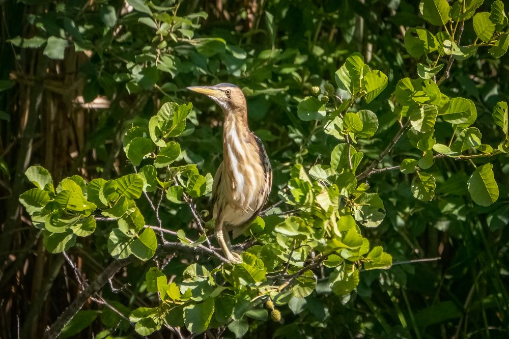 Little bittern