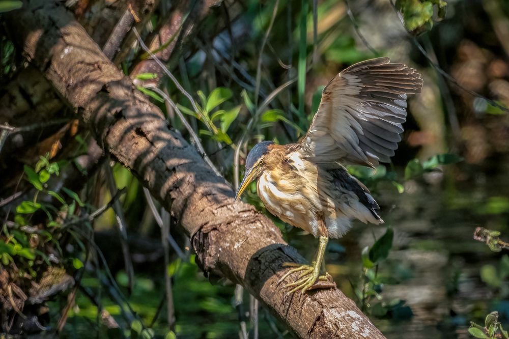 Little bittern
