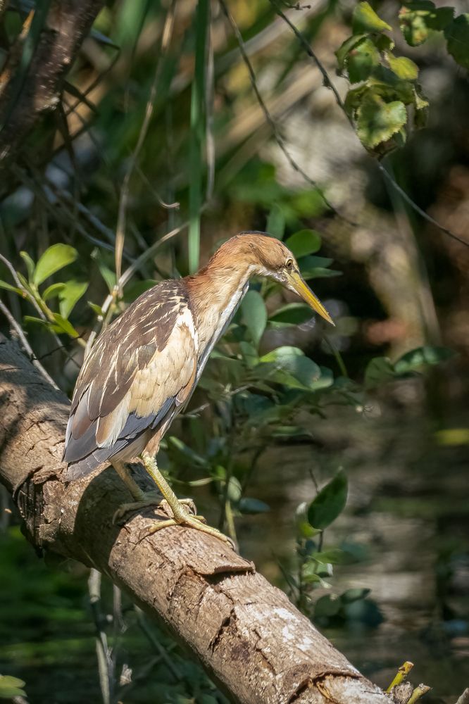 Little bittern