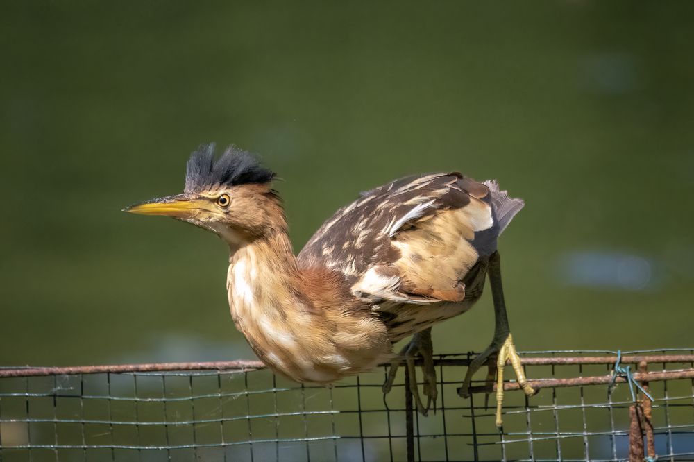 Little bittern