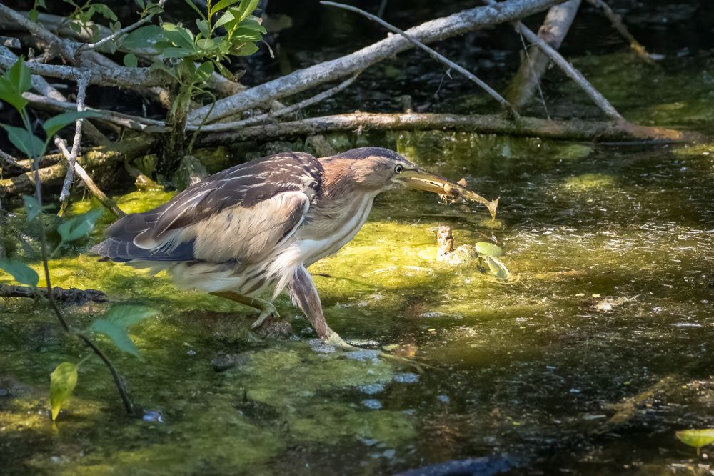 Little bittern