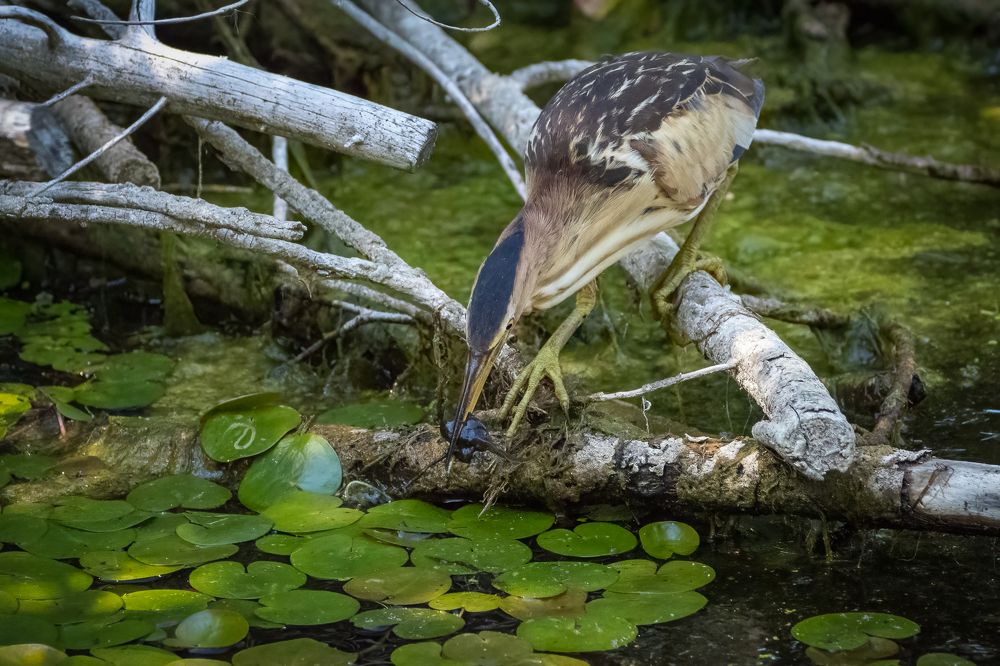 Little bittern