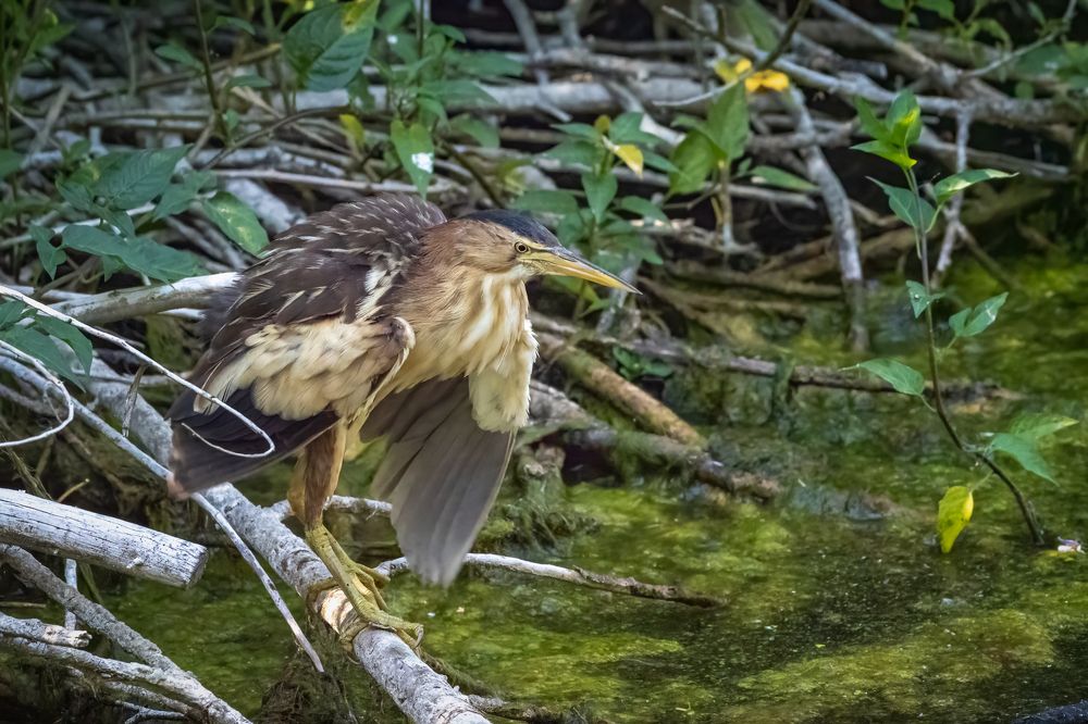 Little bittern