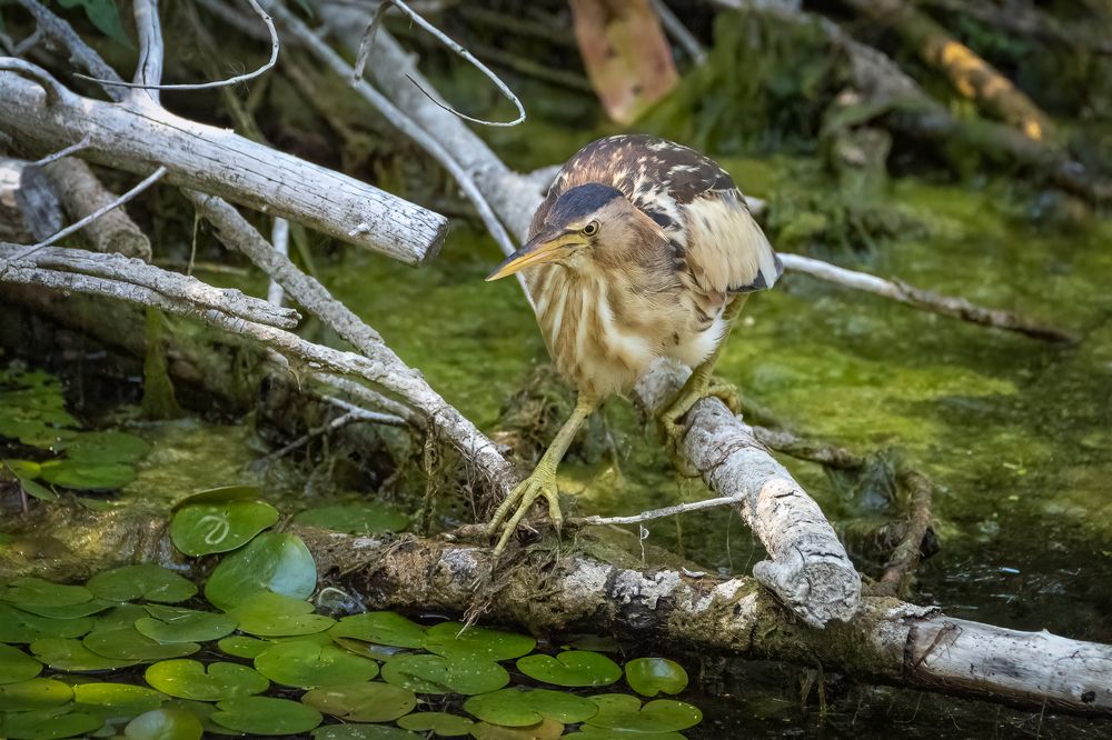 Little bittern