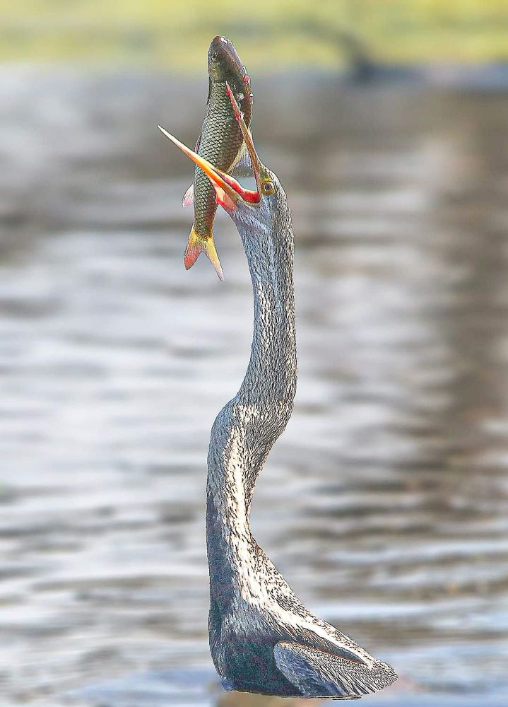 Photographed at Keoladeo Ghana World Heritage Sight - Bharatpur | Rajasthan | India | Feb 2022