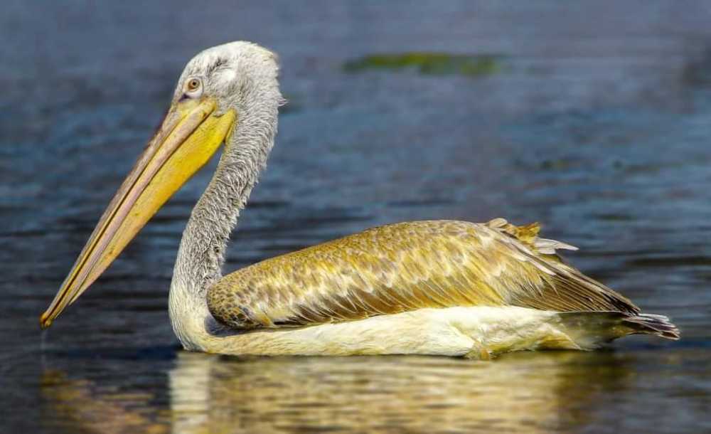 Photographed at Keoladeo Ghana World Heritage Sight - Bharatpur | Rajasthan | India | Feb 2022