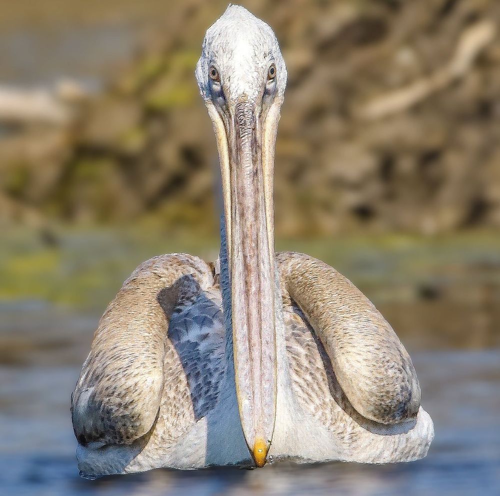 Photographed at Keoladeo Ghana World Heritage Sight - Bharatpur | Rajasthan | India | Feb 2022