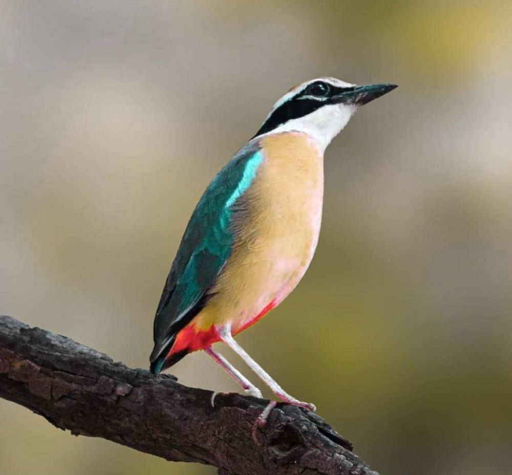 Photographed at Keoladeo Ghana World Heritage Sight - Bharatpur | Rajasthan | India | Feb 2022