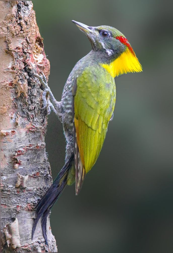 Photographed at Keoladeo Ghana World Heritage Sight - Bharatpur | Rajasthan | India | Feb 2022