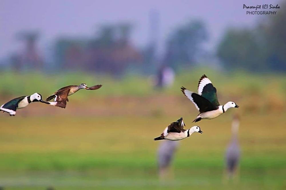 Photographed at Keoladeo Ghana World Heritage Sight - Bharatpur | Rajasthan | India | Feb 2022