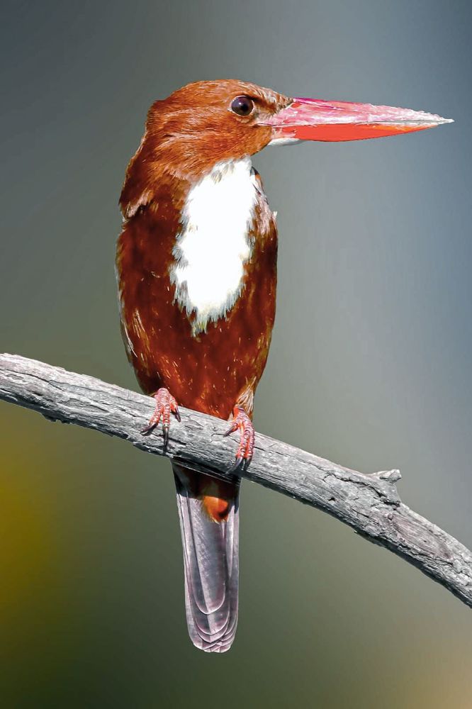 Photographed at Keoladeo Ghana World Heritage Sight - Bharatpur | Rajasthan | India | Feb 2022