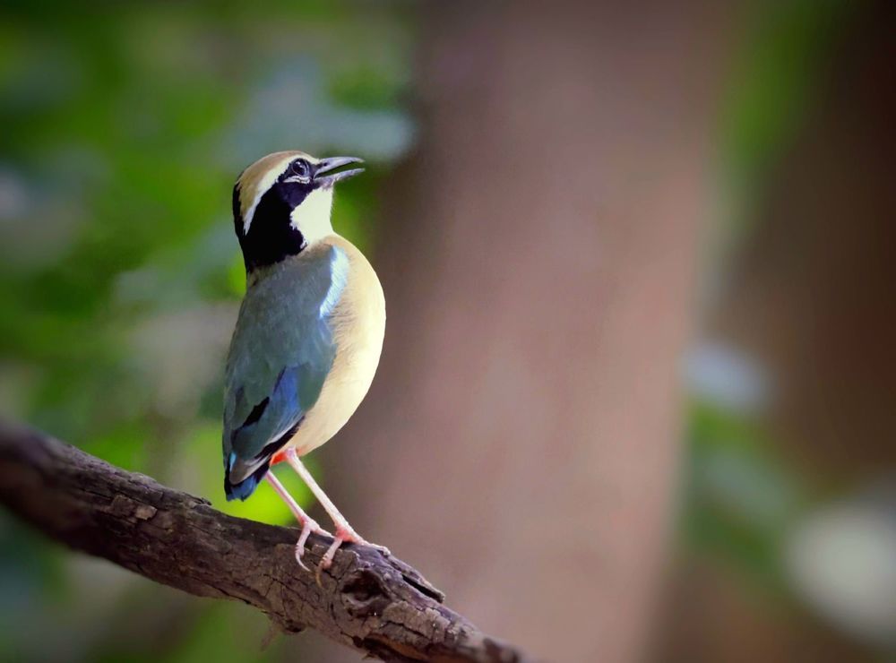 Photographed at Keoladeo Ghana World Heritage Sight - Bharatpur | Rajasthan | India | Feb 2022