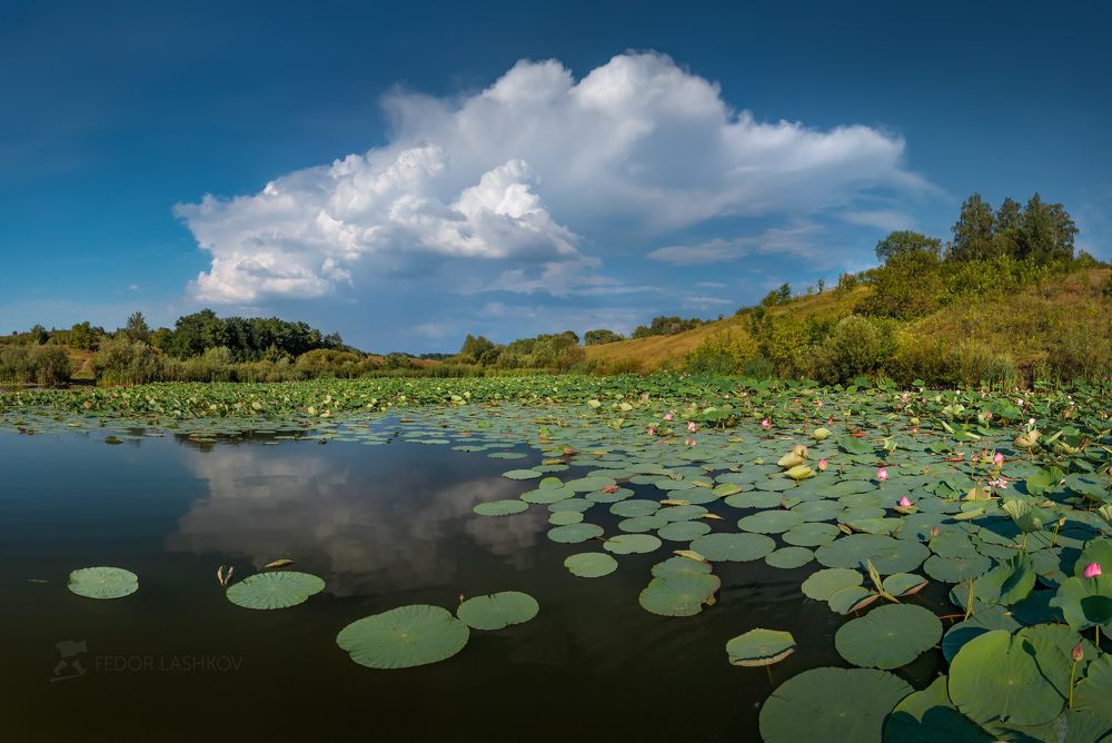 Белгородские лотосы