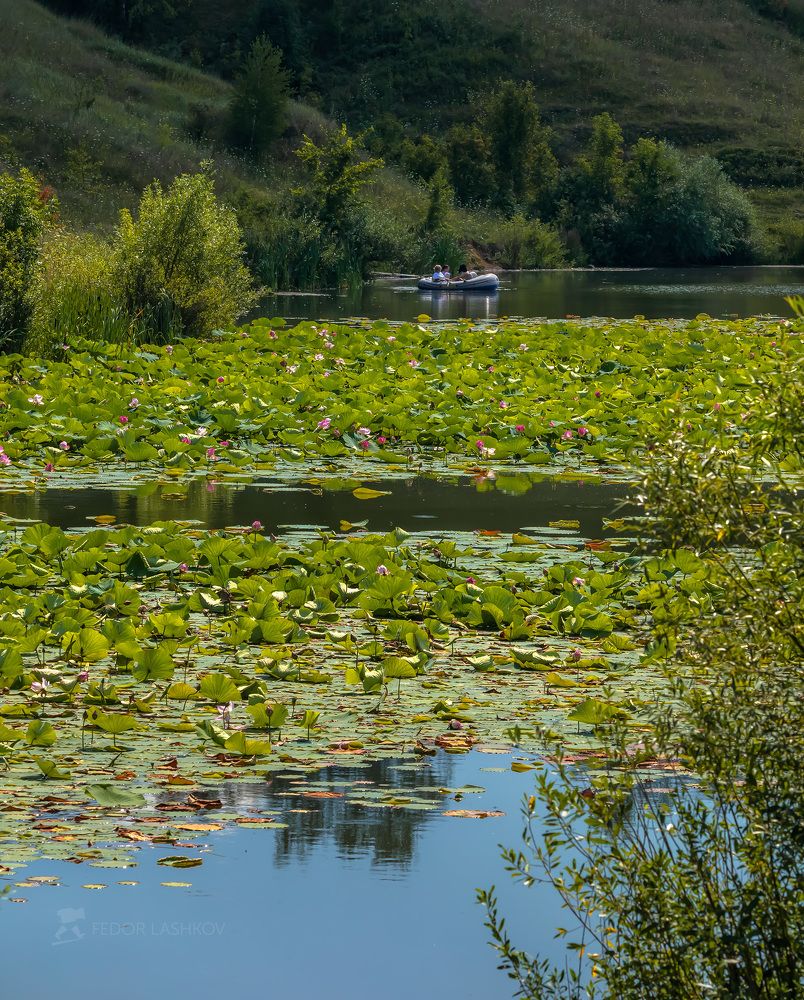 Белгородские лотосы