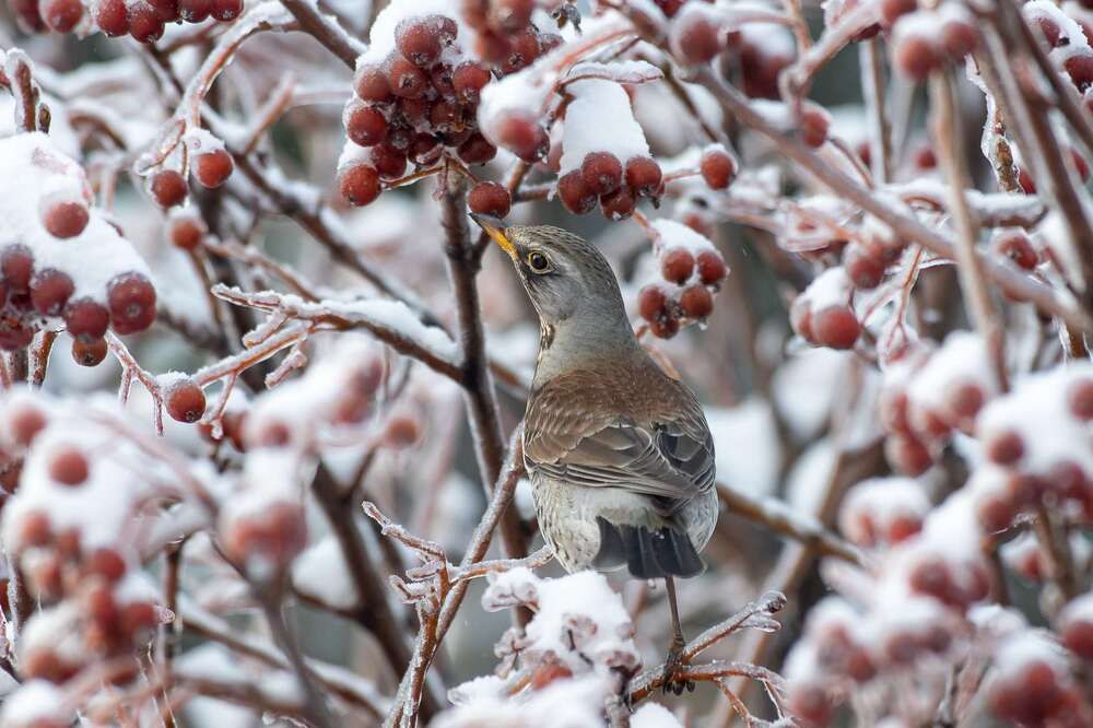 Russian wildlife