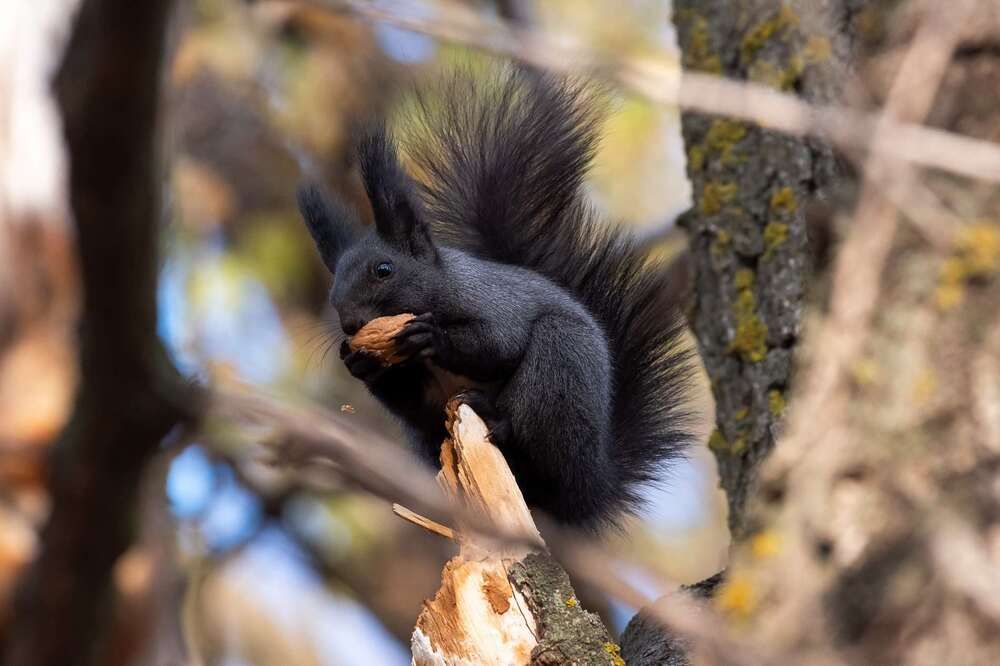 Russian wildlife