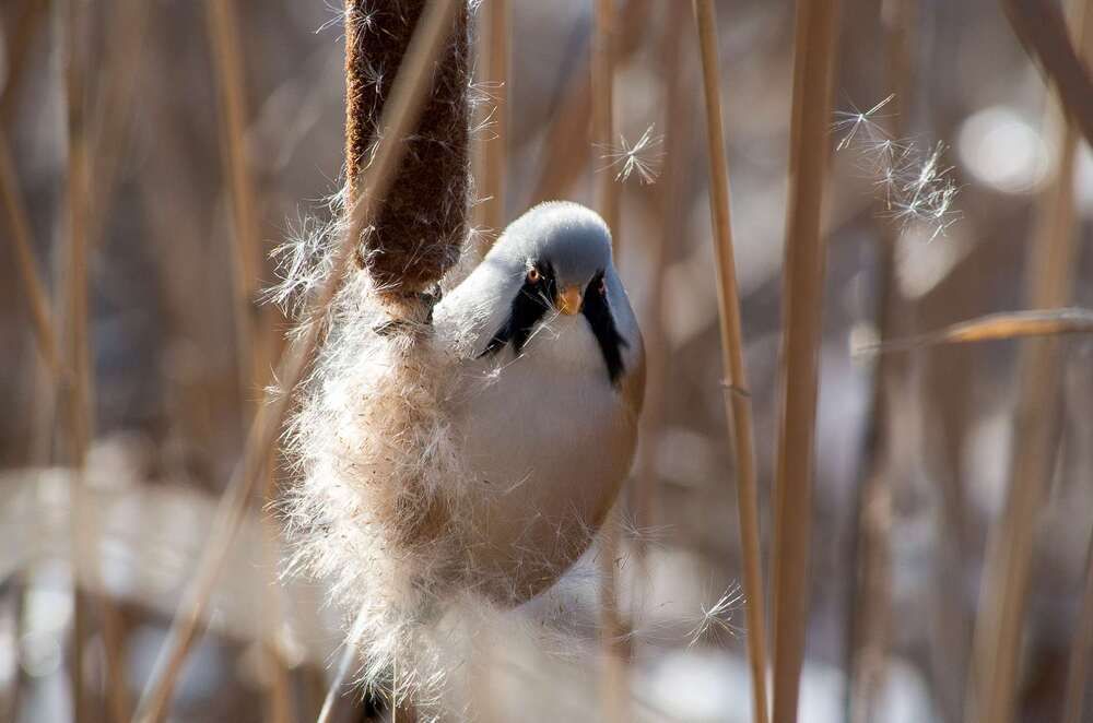 Russian wildlife