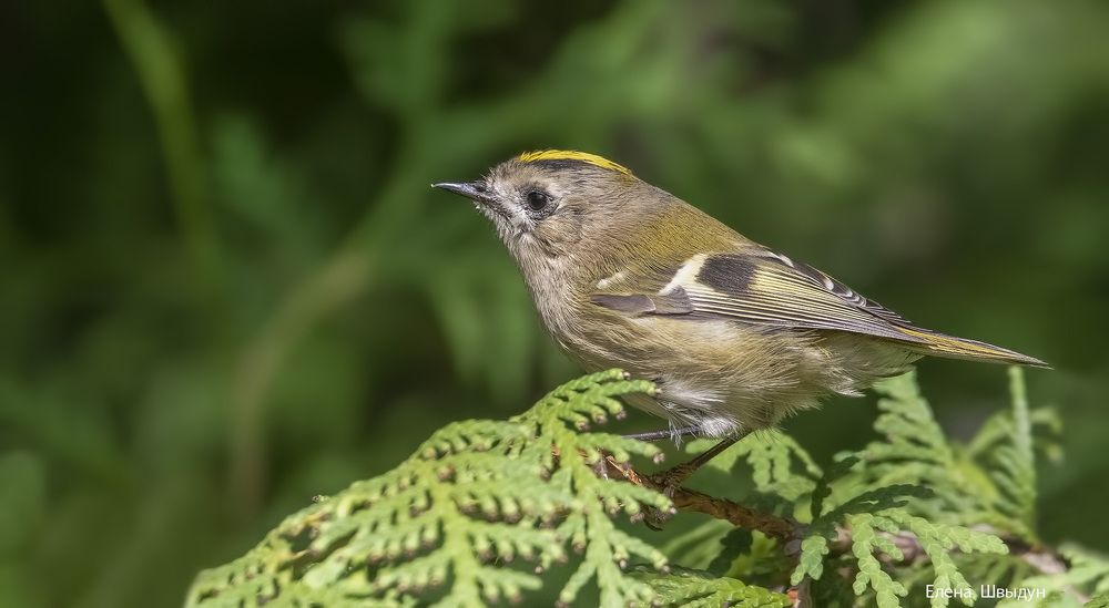 Goldcrest
