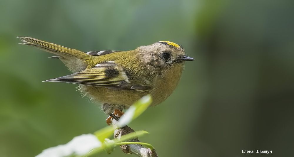 Goldcrest