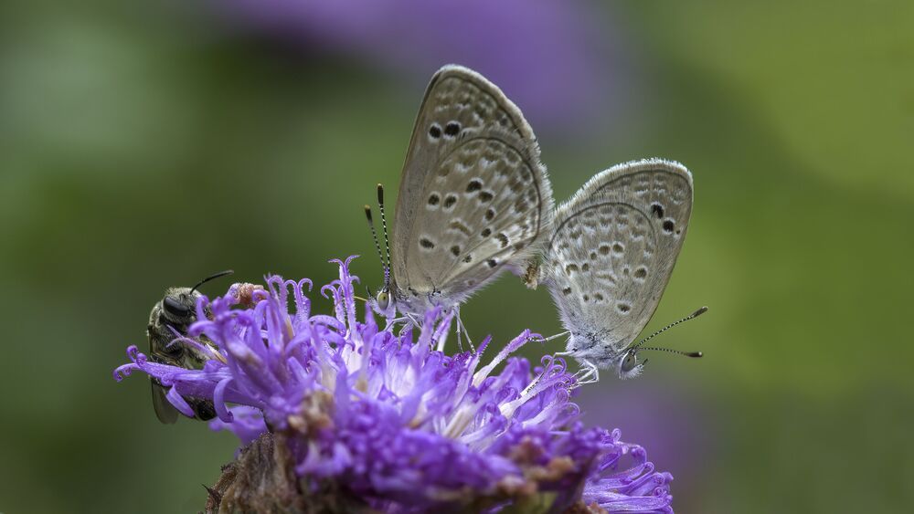 Photo 2234973