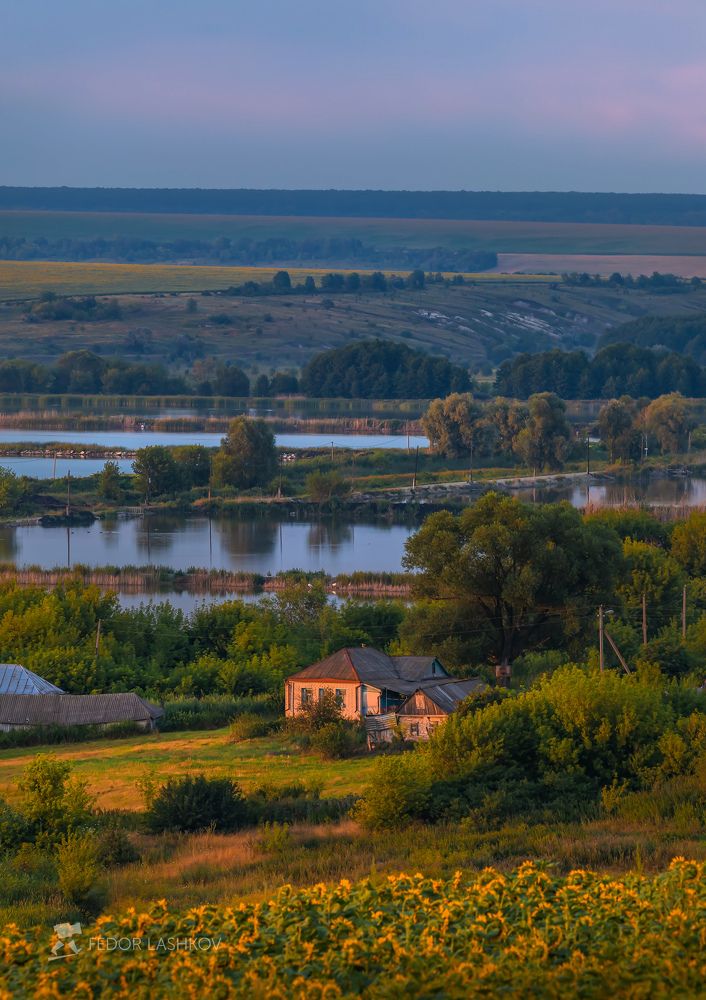 Подсолнухи на закате