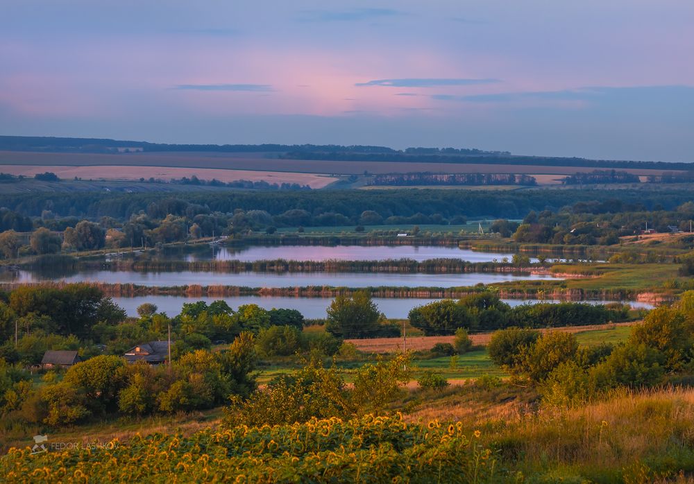Подсолнухи на закате