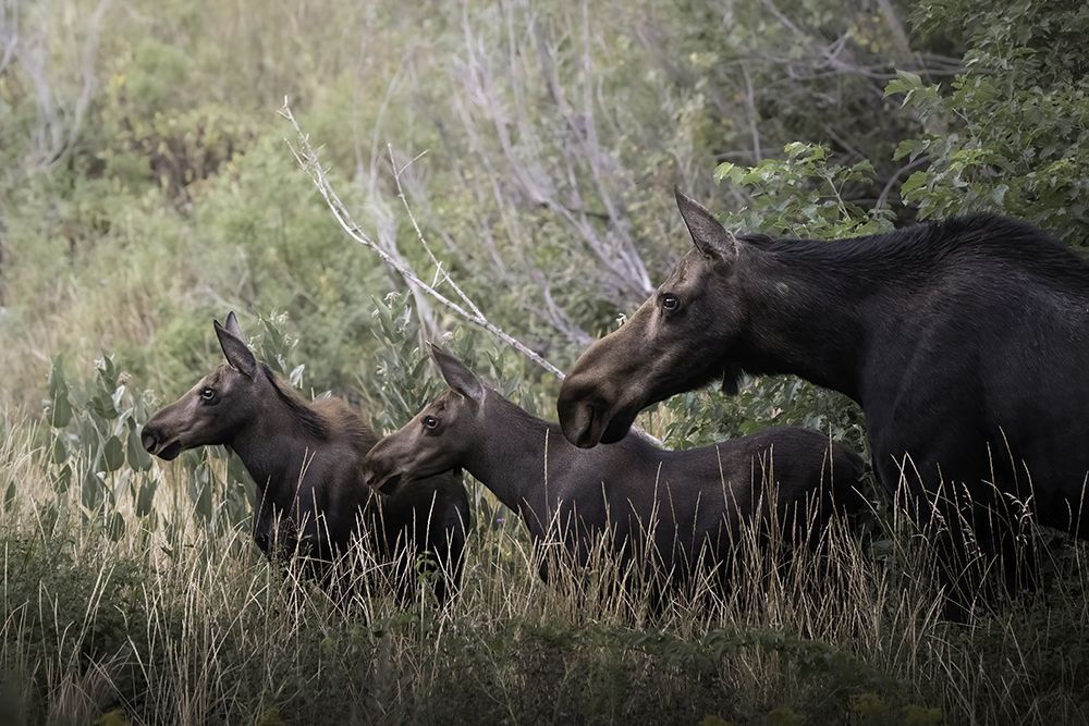 Victoria Harris Wildlife