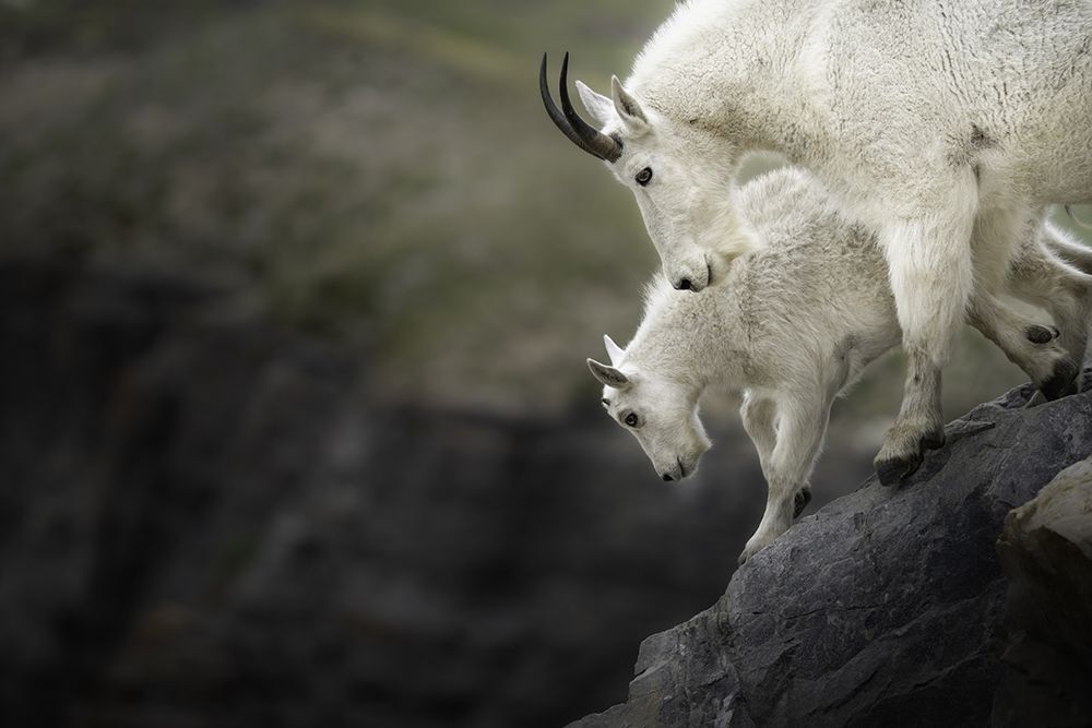 Victoria Harris Wildlife