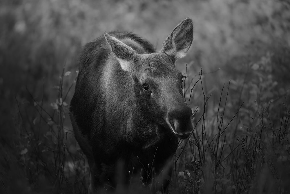 Victoria Harris Wildlife