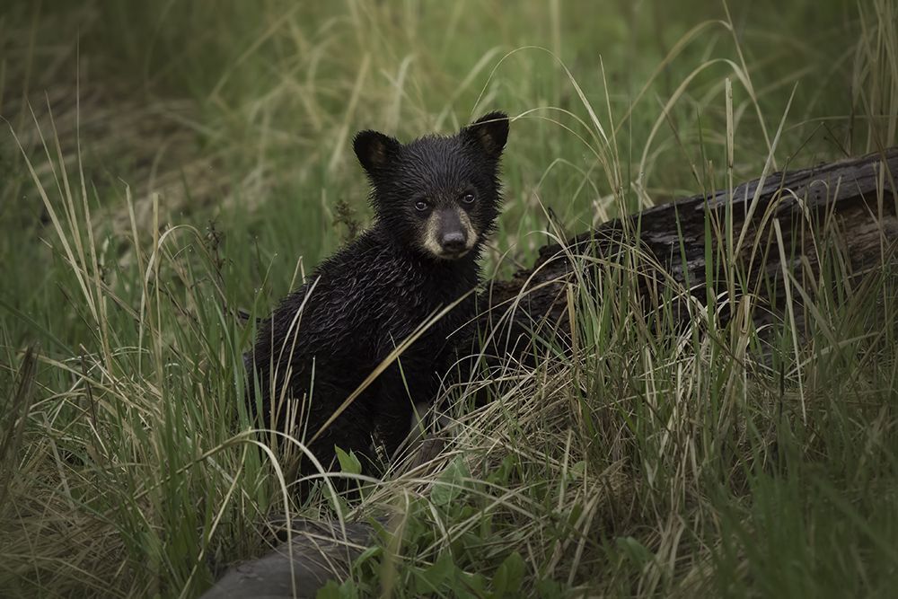 Victoria Harris Wildlife