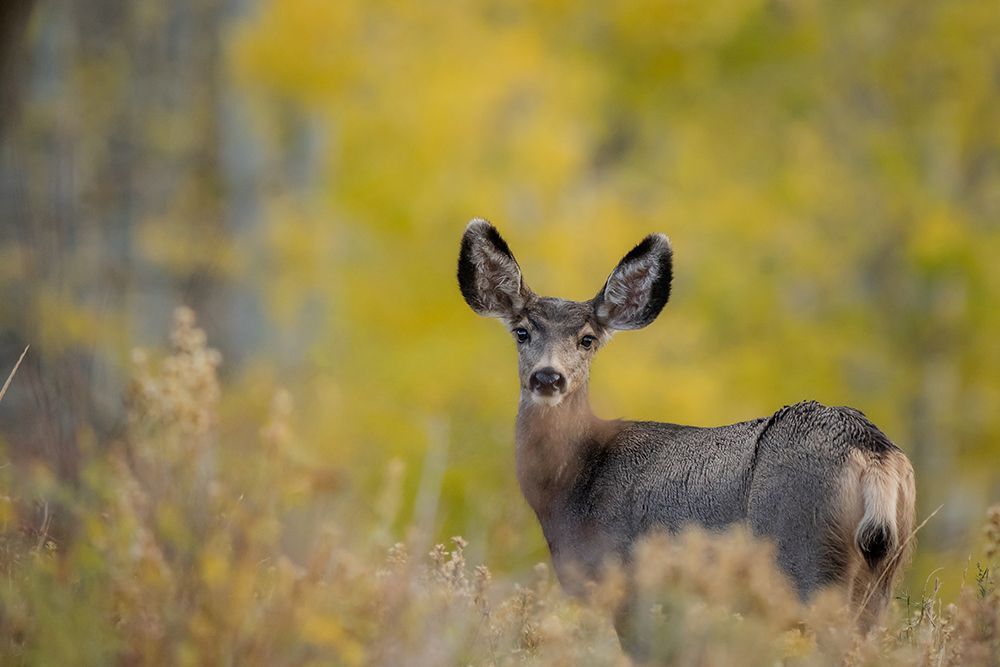 Victoria Harris Wildlife