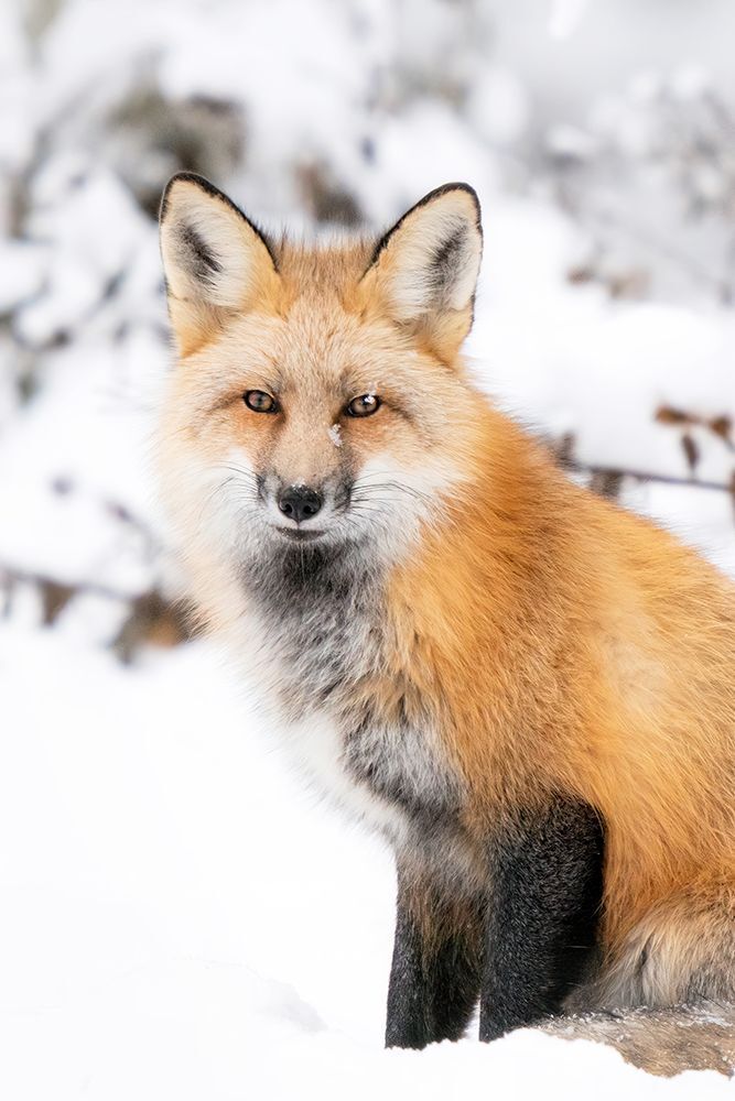 Victoria Harris Wildlife