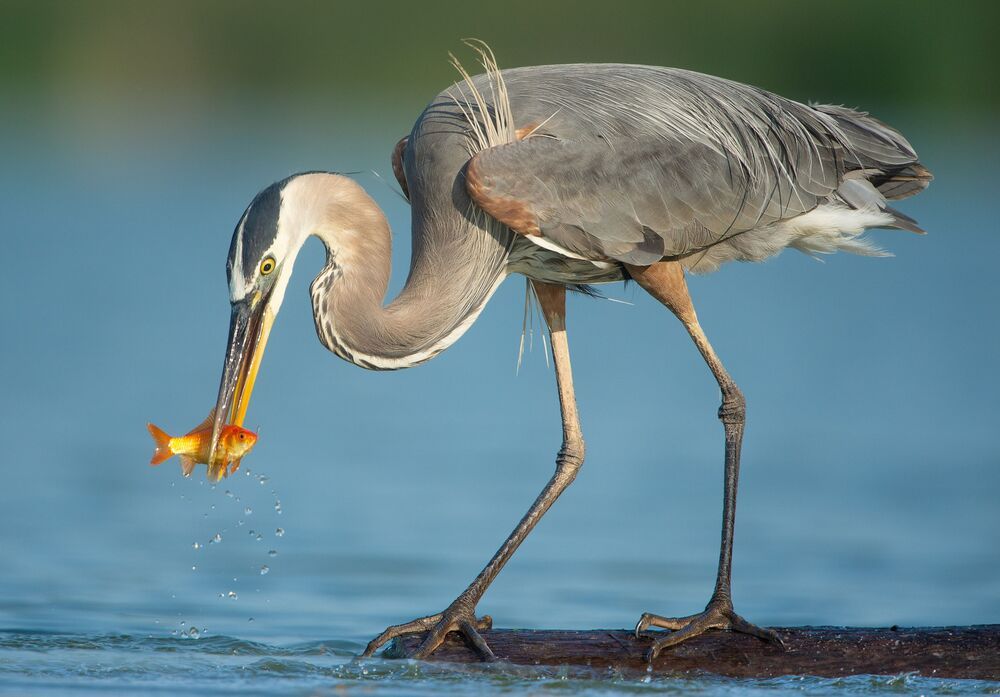 Birds