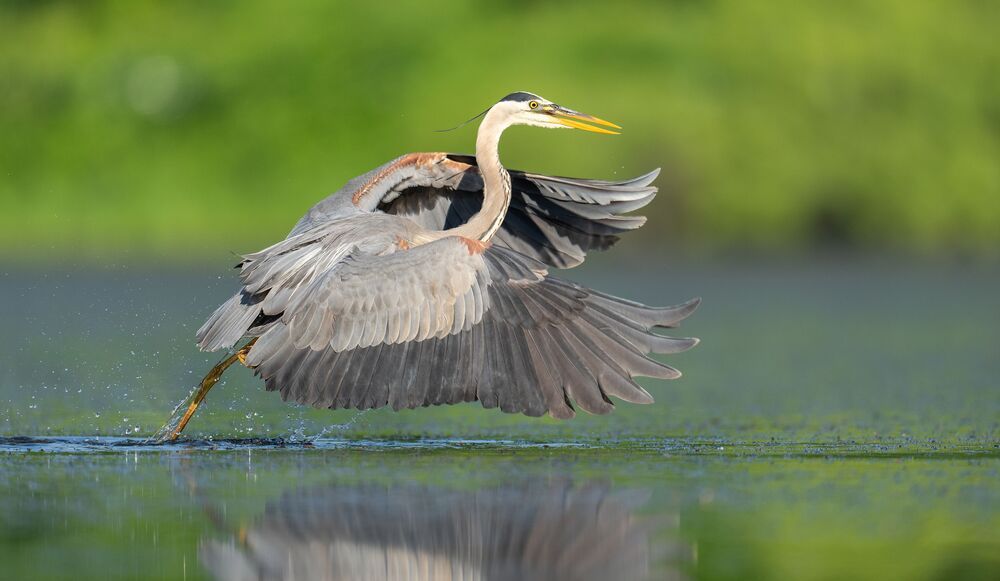 Birds