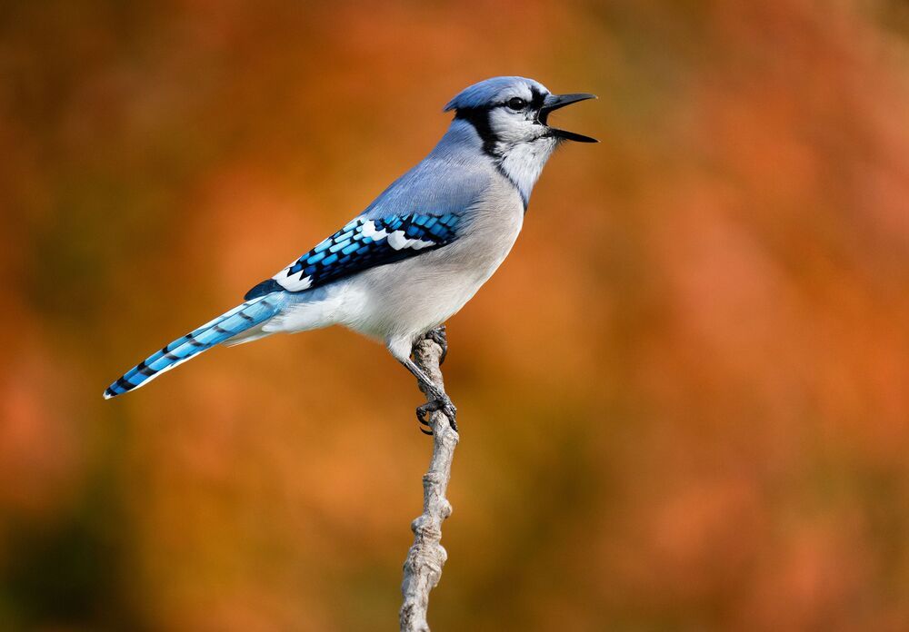 Birds