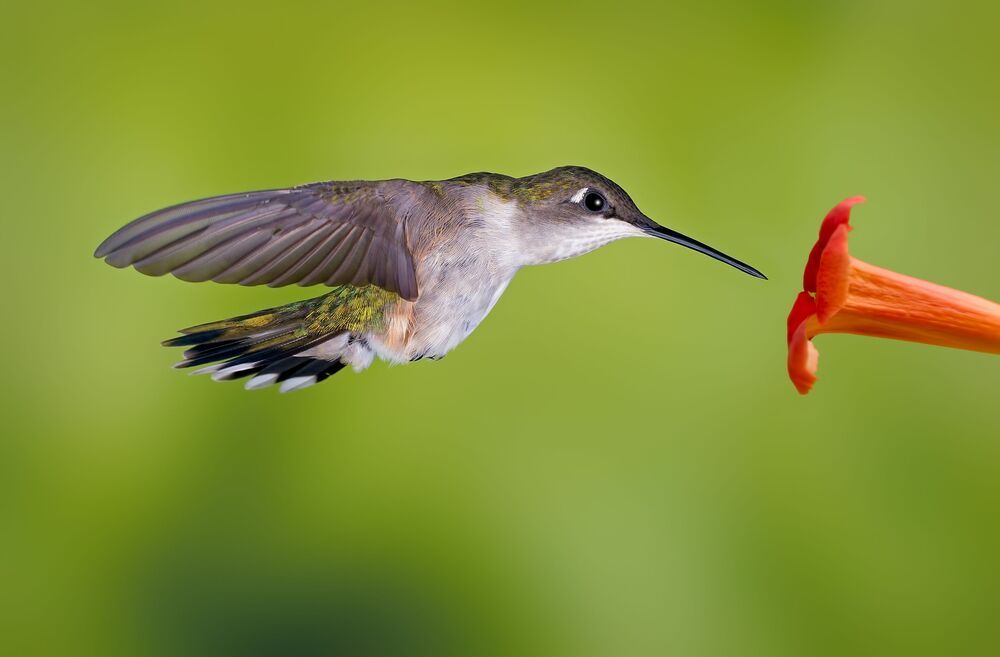 Birds