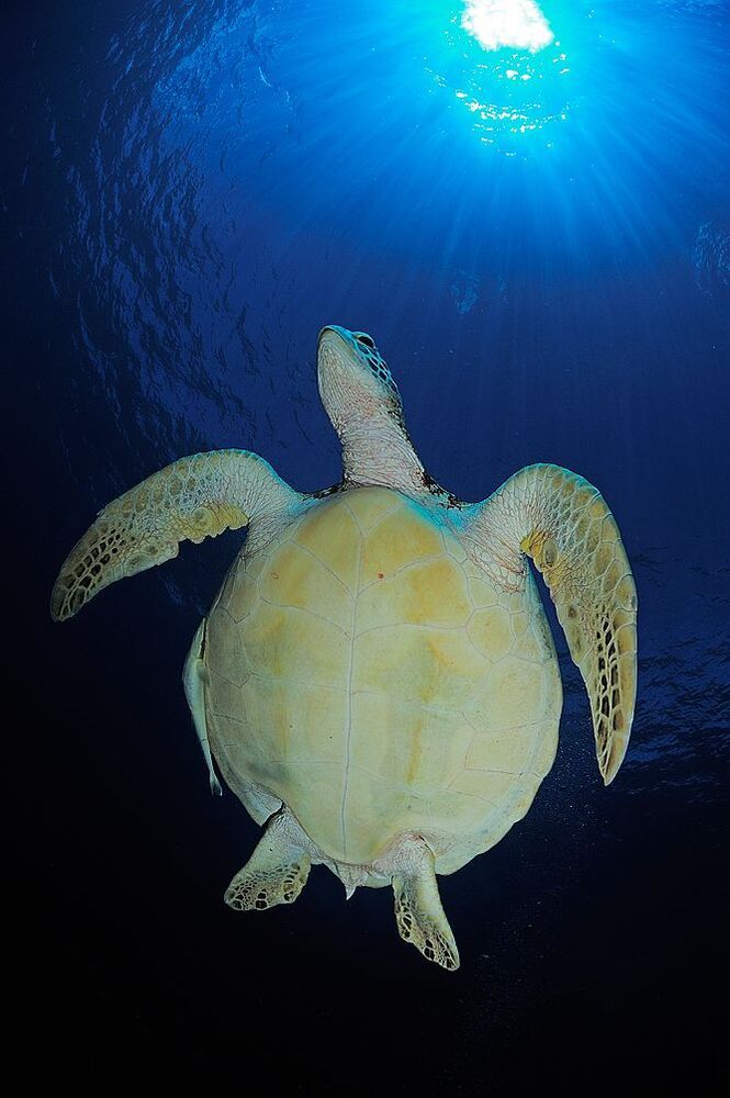 Palau. Turtles.